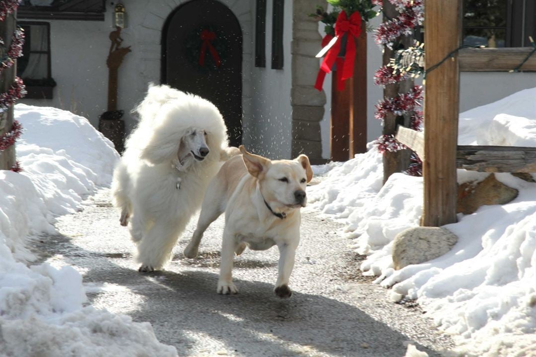 Ein Hund rettet die Weihnachtsferien : Bild