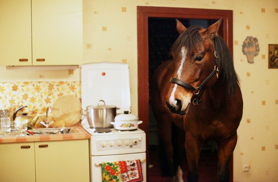 Das Pferd auf dem Balkon : Bild