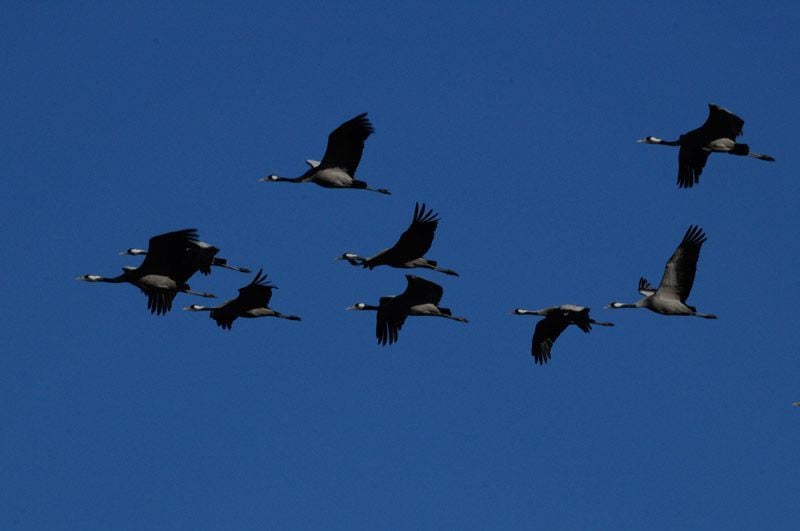 Deutschlands wilde Vögel : Bild