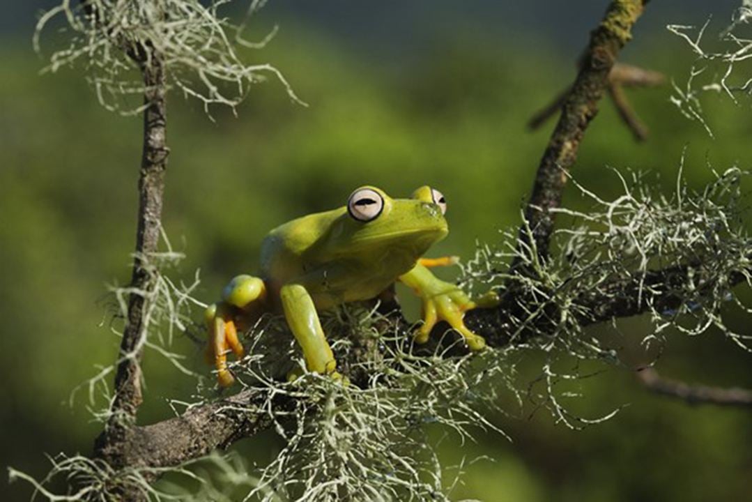 Amazonia - Abenteuer im Regenwald : Bild