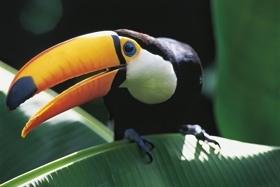 Amazonia - Abenteuer im Regenwald : Bild
