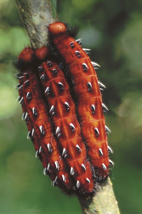 Amazonia - Abenteuer im Regenwald : Bild