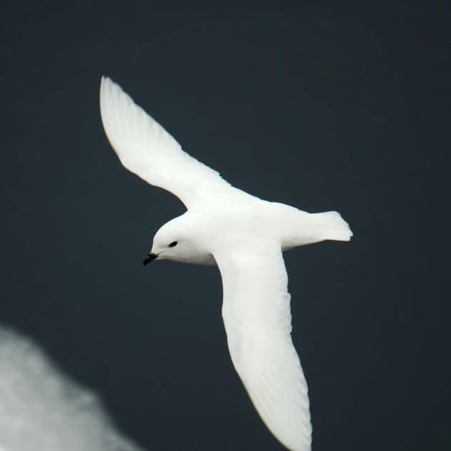 The Last Ocean : Bild