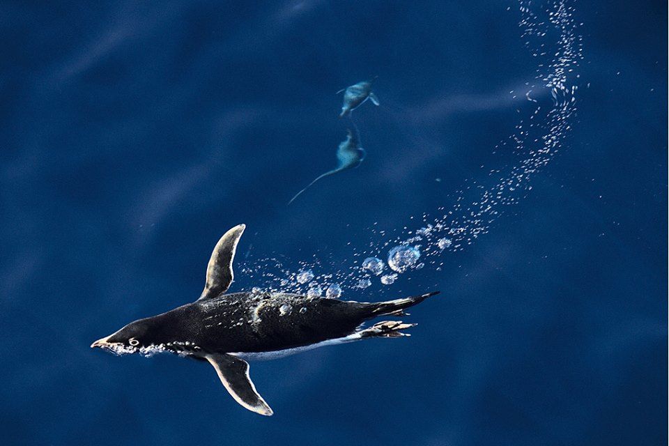 The Last Ocean : Bild