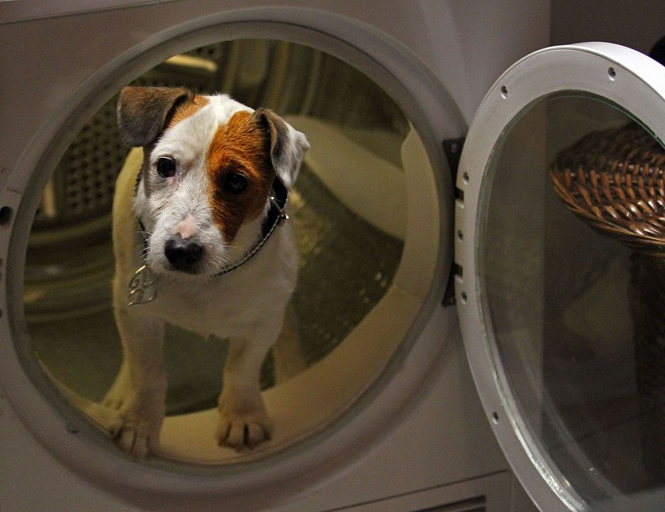 Millionaire Dog : Bild