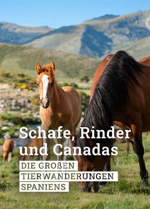 Schafe, Rinder und Canadas - Die großen Tierwanderungen Spaniens : Kinoposter