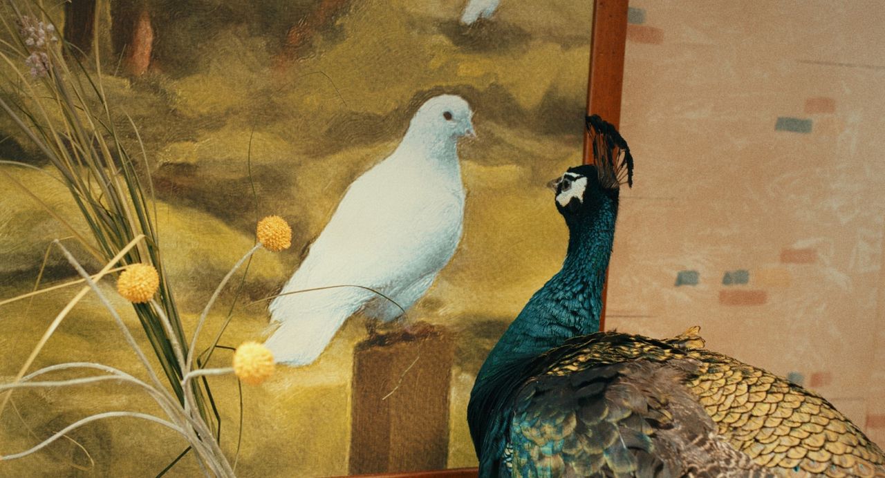 Das Pfauenparadies : Bild