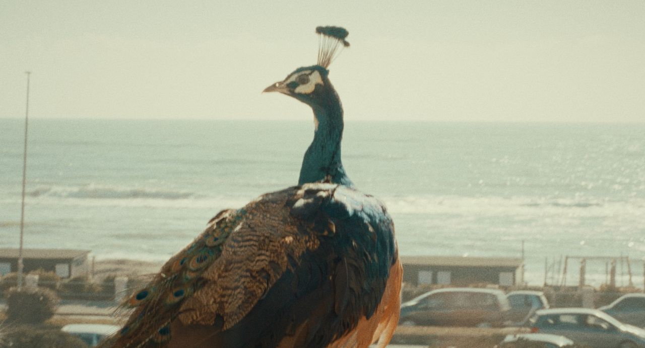 Das Pfauenparadies : Bild