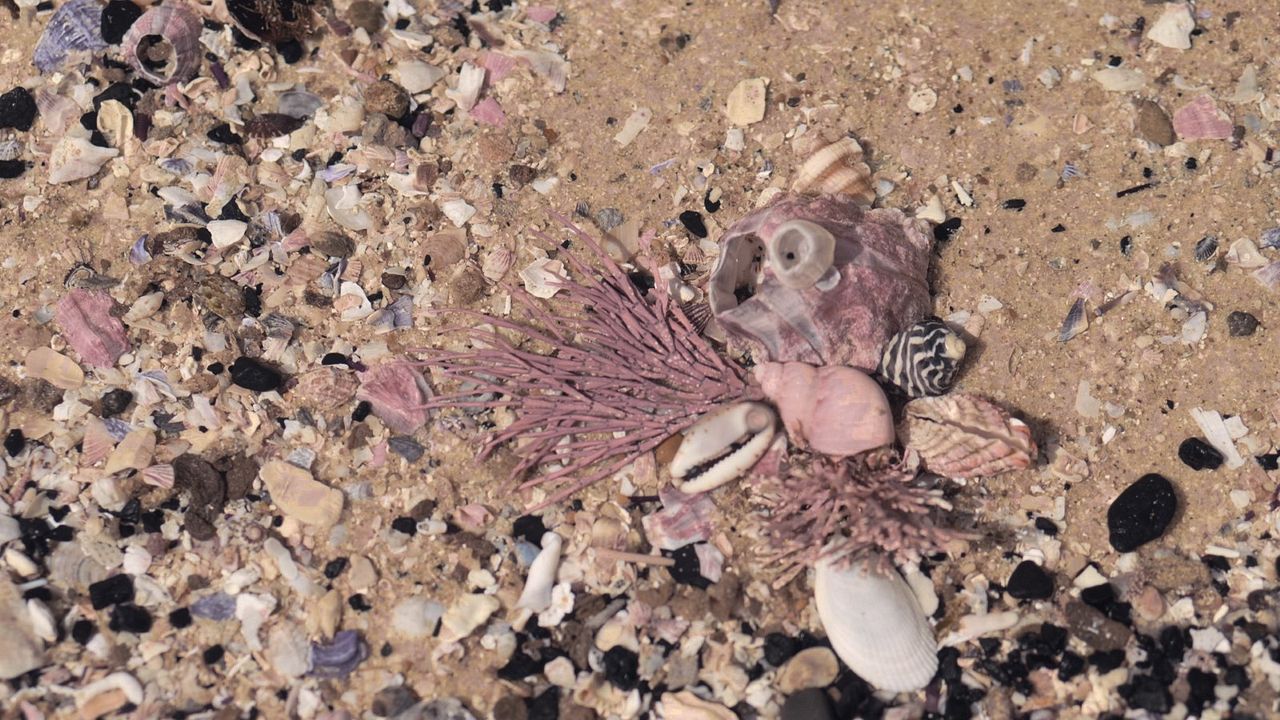 Hunter from Elswhere – Eine Reise mit Helen Britton : Bild