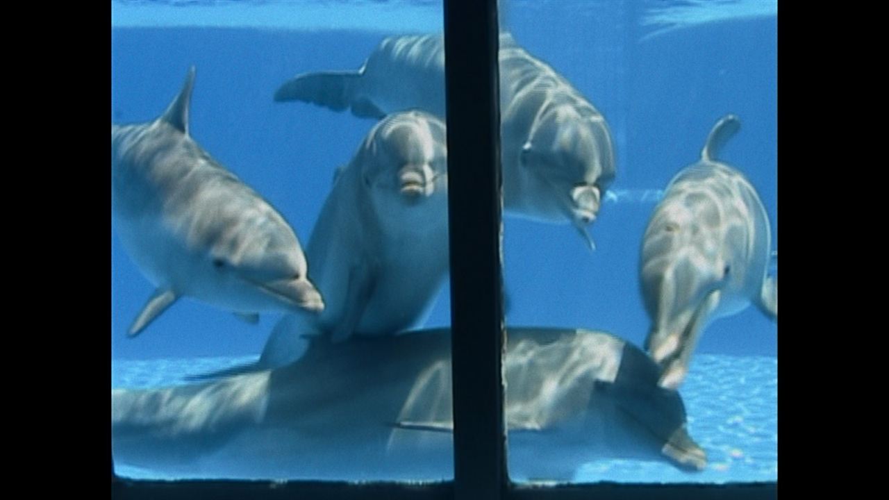 Was geschah mit dem Delfin-König? : Bild