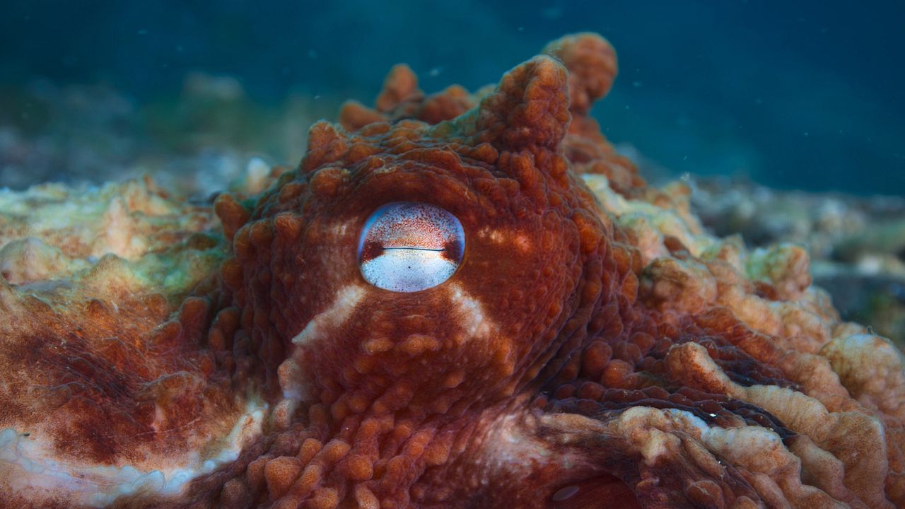 Giganten des Tierreichs : Bild