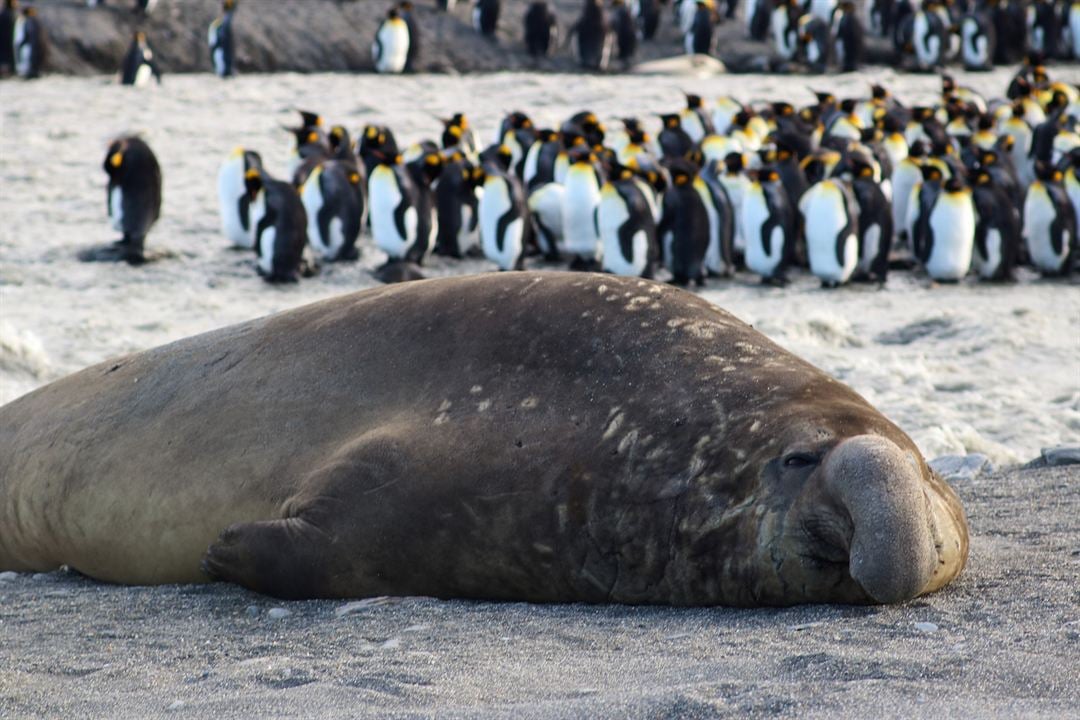 Giganten des Tierreichs : Bild