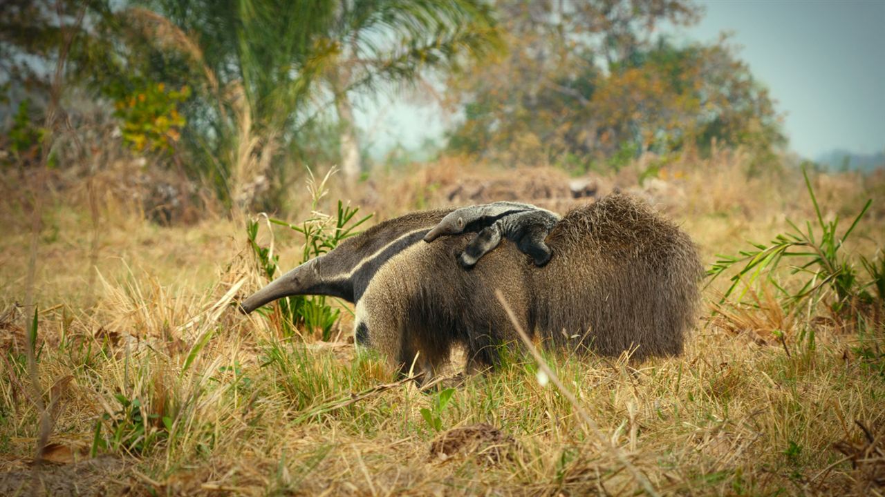 Giganten des Tierreichs : Bild