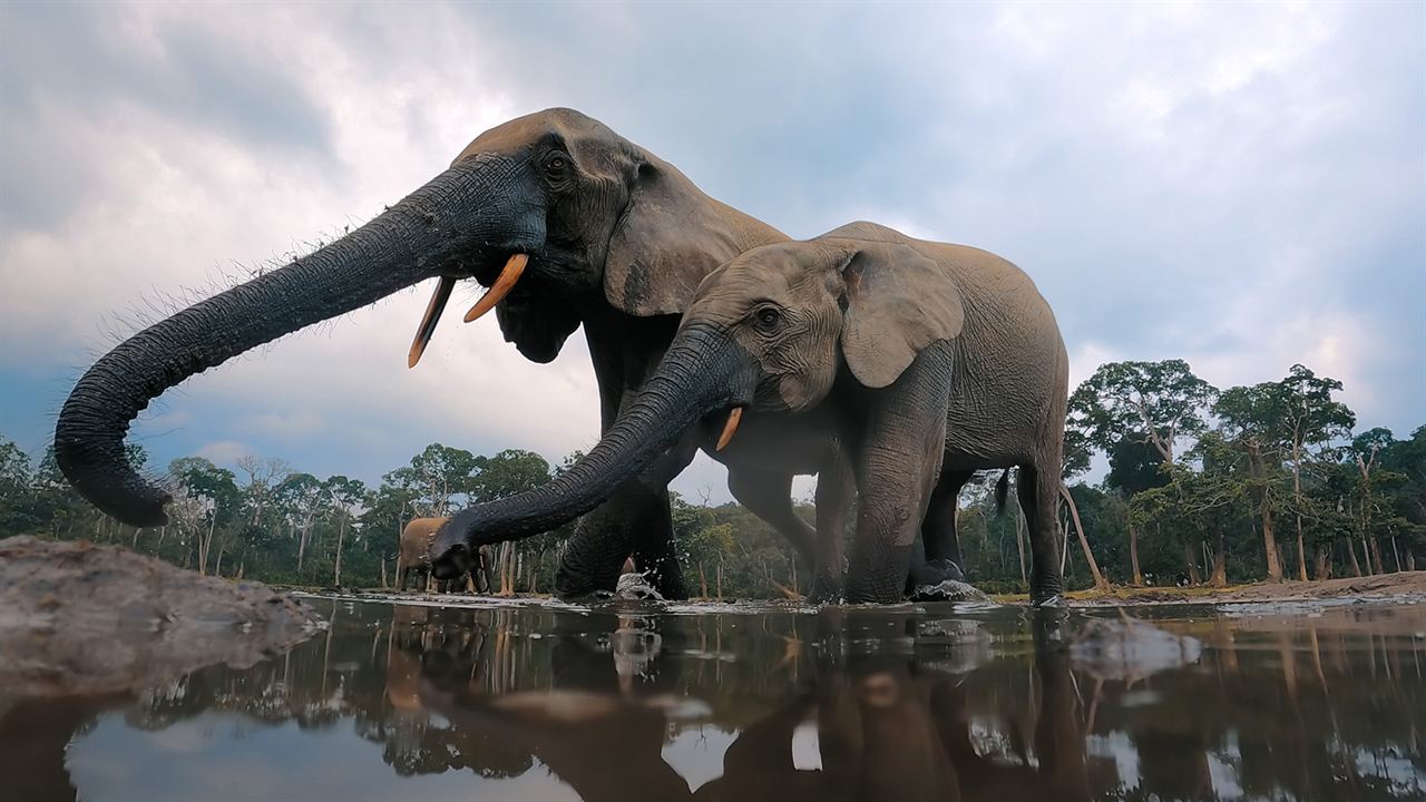 Giganten des Tierreichs : Bild