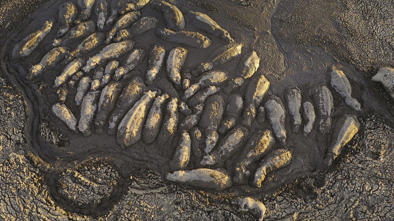 Giganten des Tierreichs : Bild