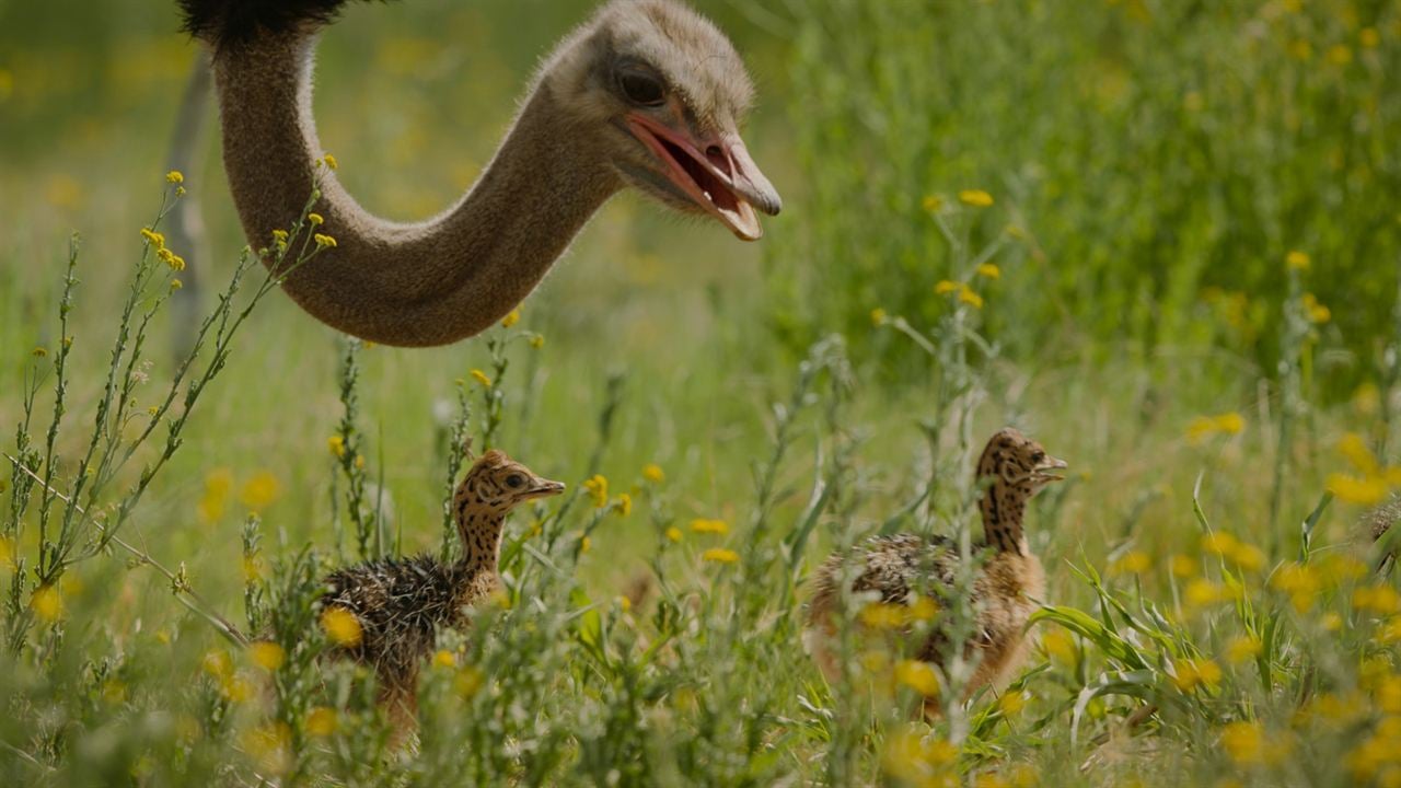 Giganten des Tierreichs : Bild