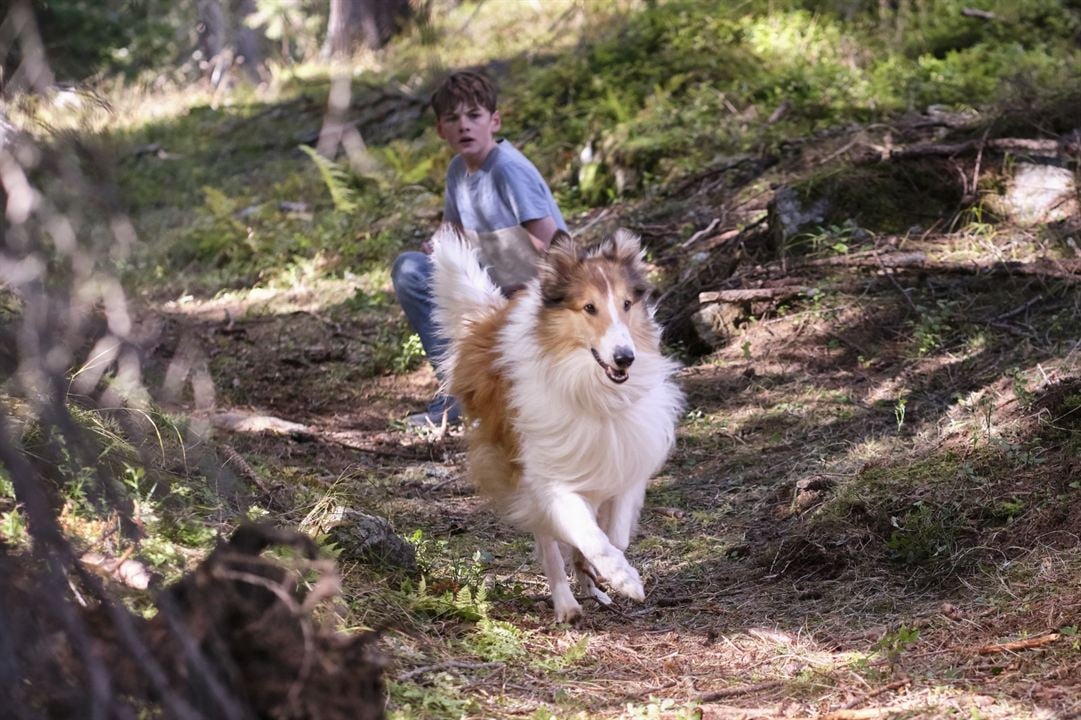 Lassie - Ein neues Abenteuer : Bild Nico Marischka