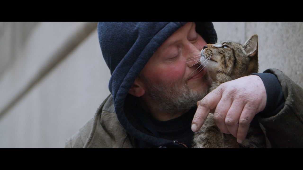 Cat Daddies - Freunde für sieben Leben : Bild