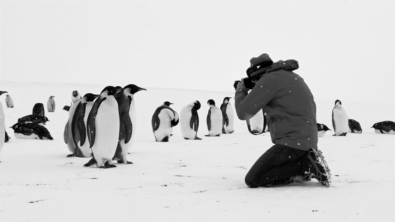 Rückkehr zum Land der Pinguine : Bild