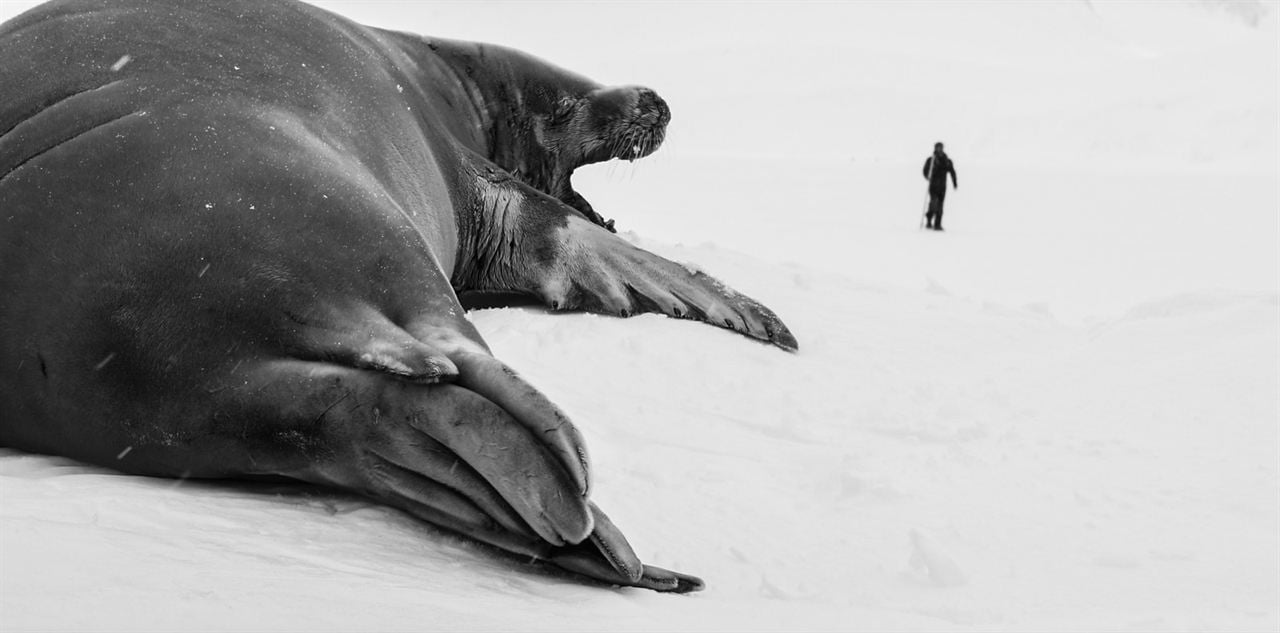 Rückkehr zum Land der Pinguine : Bild