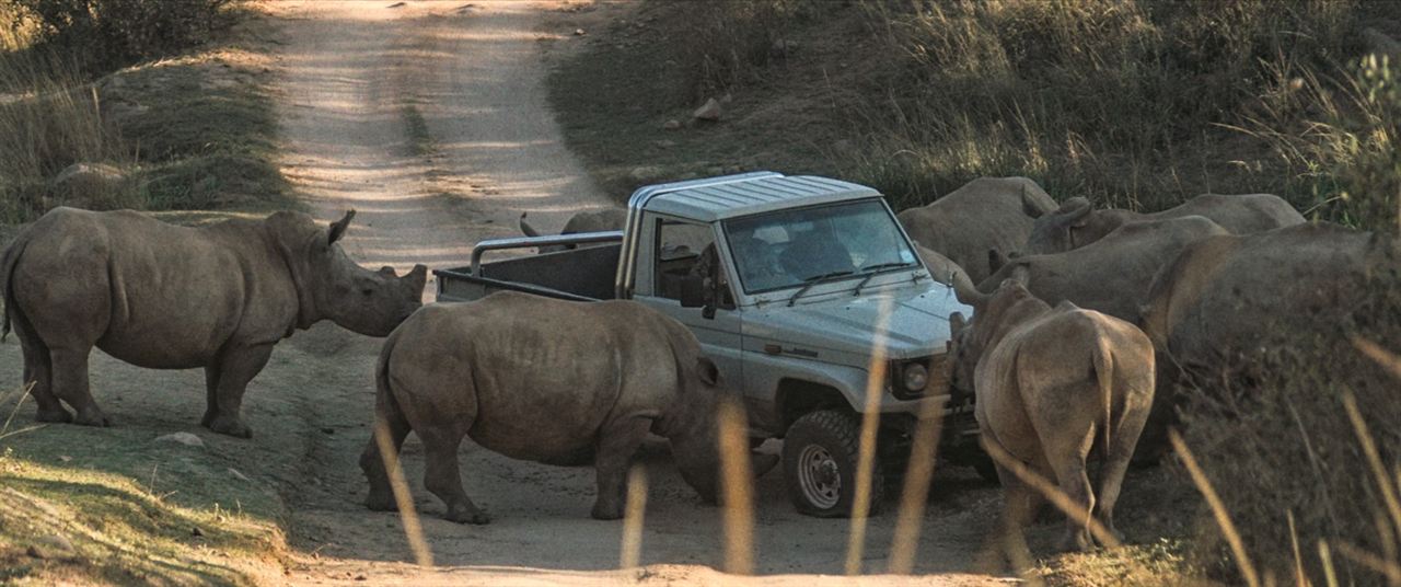 Thabo - Das Nashorn-Abenteuer : Bild