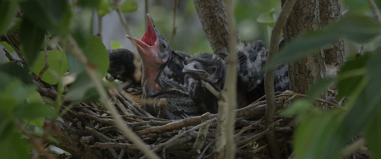 Krähen - Die Natur beobachtet uns : Bild