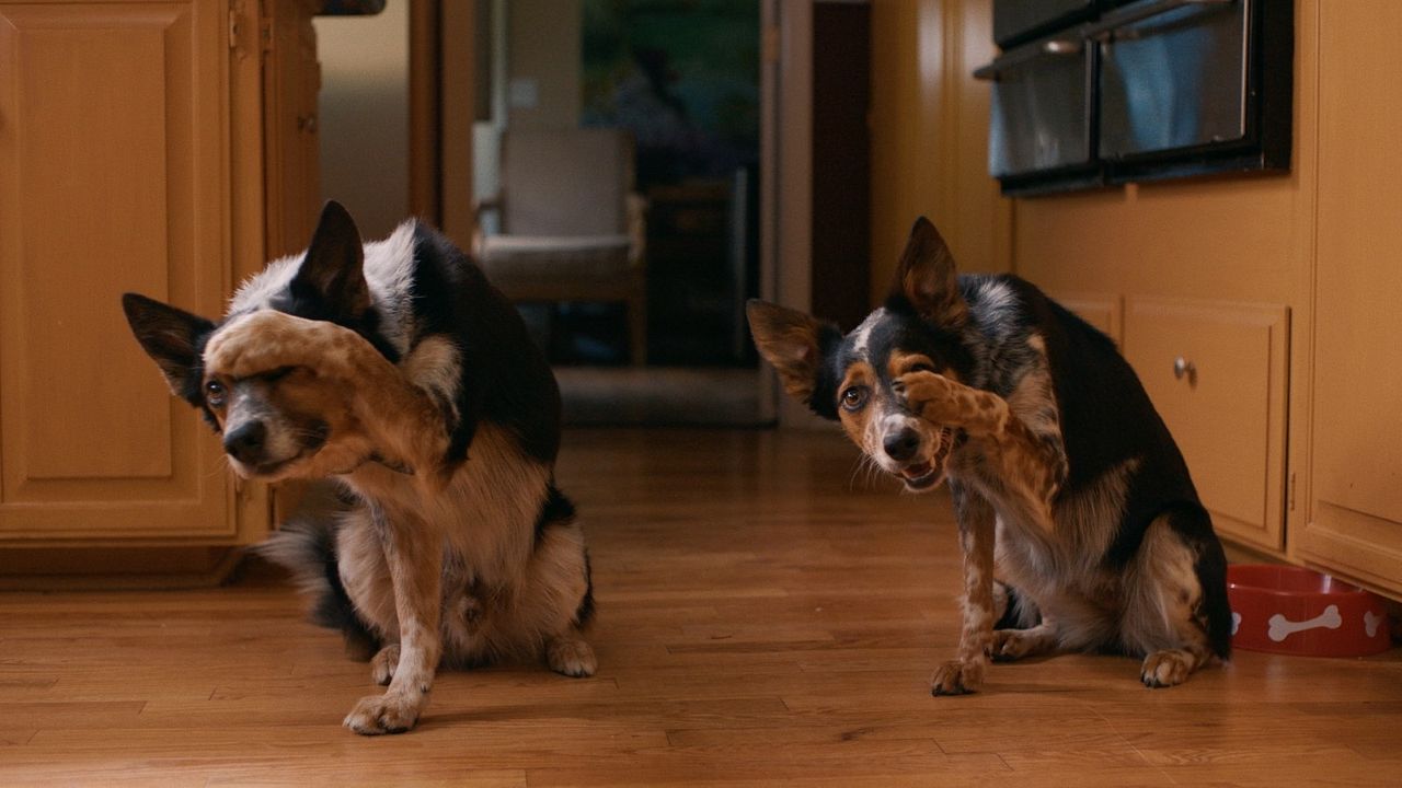 Hunde - allein zu Haus : Bild