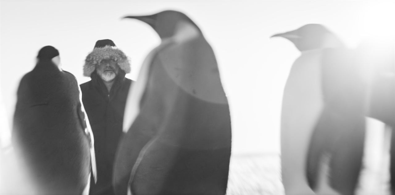 Rückkehr zum Land der Pinguine : Bild