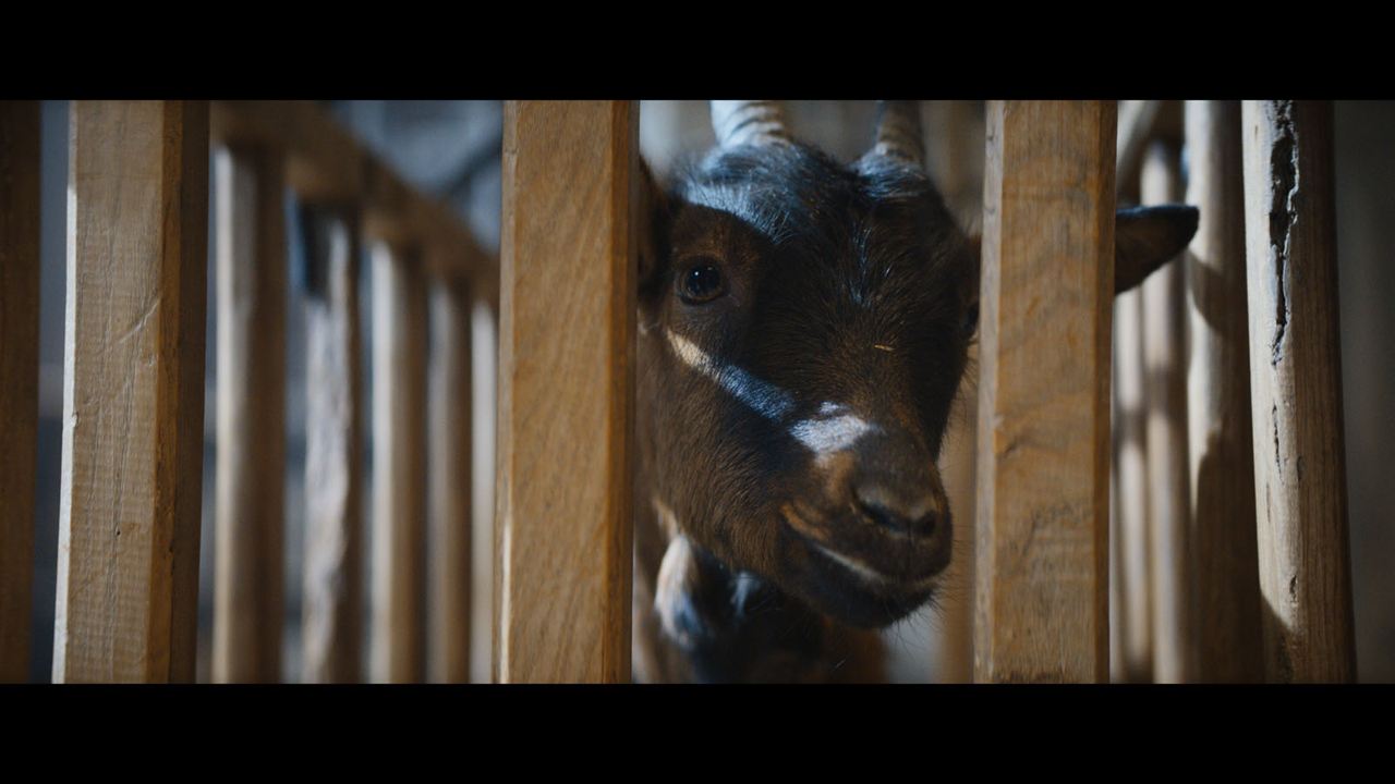 Les Chèvres ! : Bild