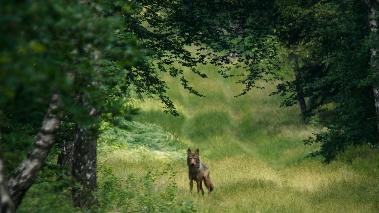 Im Land der Wölfe : Bild