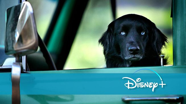 New on Disney+: the surprising sequel to a movie highlight of 2019 – Kino News
