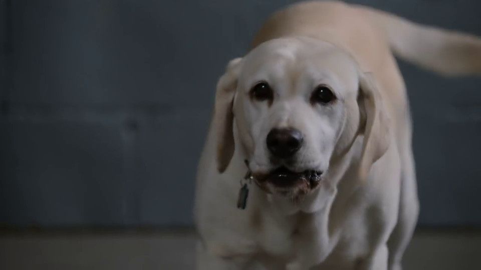 Ein Hund rettet den Sommer Trailer (2) OV FILMSTARTS.de