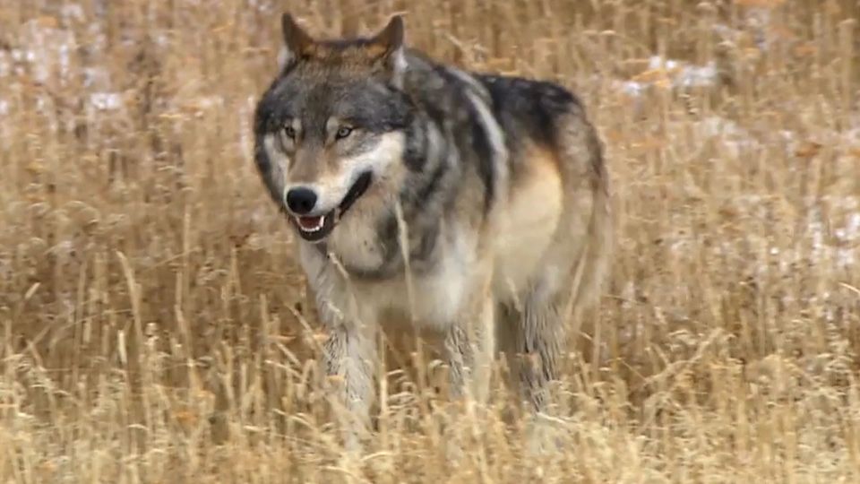 Wölfe Trailer Wölfe Trailer DF FILMSTARTS.de